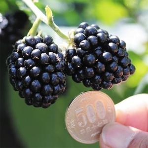 日本花キ流通 予約販売 ジャンボ ブラックベリー 苗 あみ 10.5cmポット