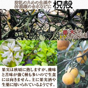カラタチ キコク 10株 送料無料 枸橘 枳殻...の詳細画像1