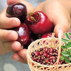 果樹苗 ホワイトサポテ ルーク 1株 : 花と緑 国華園 - 通販 - Yahoo