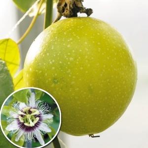パッションフルーツ苗の商品一覧 通販 Yahoo ショッピング