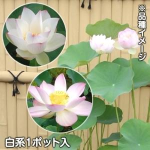 種レンコン レンコン 誠蓮 (ポット苗) 1株 / れんこん 蓮根 れん根
