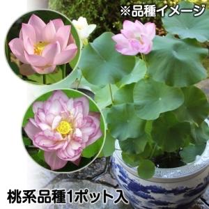 水生植物 茶碗ハス桃花 1ポット｜kokkaen