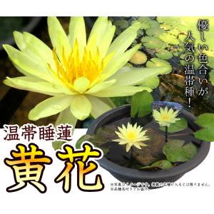 国華園 水生植物 温帯睡蓮 黄花 1ポットの詳細画像1
