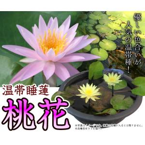 国華園 水生植物 温帯睡蓮 桃花 1ポットの詳細画像1