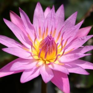 水生植物 熱帯睡蓮 赤紫花 1ポット｜kokkaen