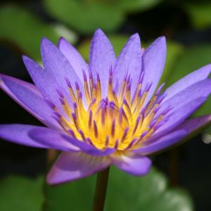 水生植物 熱帯睡蓮 紫花 1ポット｜花と緑 国華園