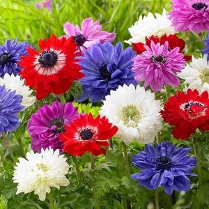 アネモネ 球根の商品一覧 通販 Yahoo ショッピング