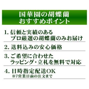 胡蝶蘭 2本立コチョウランミディ 桃色系 1鉢...の詳細画像3