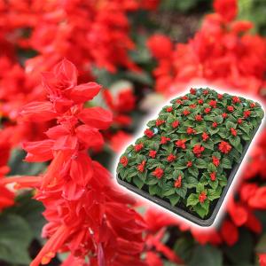 クリスマスローズ開花株 DDエンジェル系ホワイトソフトグラデーション