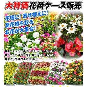 国華園 花苗大特価 ポーチュラカ苗 ケース販売...の詳細画像1