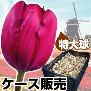 チューリップ 球根 特大球 紫花 ケース販売 600球 早期割引｜kokkaen