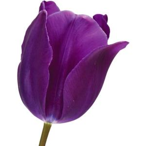 紫 球根 花 花 ガーデニング の商品一覧 通販 Yahoo ショッピング