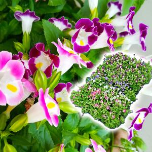 宿根ビオラ・ラブラドリカの苗 : 植物・園芸専門店 花育通販Yahoo!店