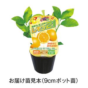 国華園 鉢植え向き果樹苗 レモン 「レモン21...の詳細画像1