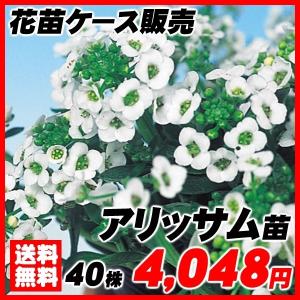 花苗大特価 アリッサム ケース販売 1ケース40株入り 送料無料