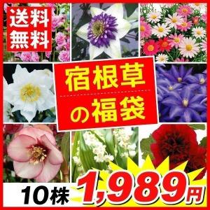 花苗 宿根草の福袋 10株 送料無料