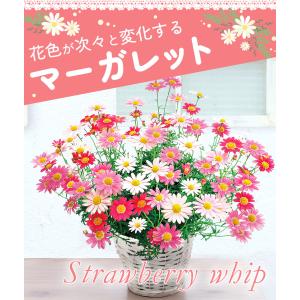 国華園 花苗 マーガレット ストロベリーホイッ...の詳細画像1