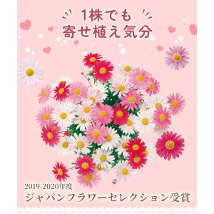 国華園 花苗 マーガレット ストロベリーホイッ...の詳細画像2