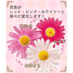国華園 花苗 マーガレット ストロベリーホイッ...の詳細画像3