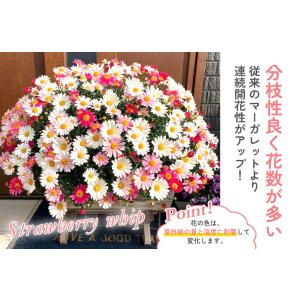 国華園 花苗 マーガレット ストロベリーホイッ...の詳細画像4