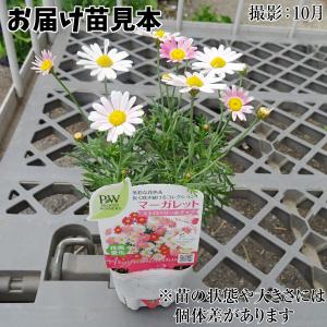 国華園 花苗 マーガレット ストロベリーホイッ...の詳細画像5