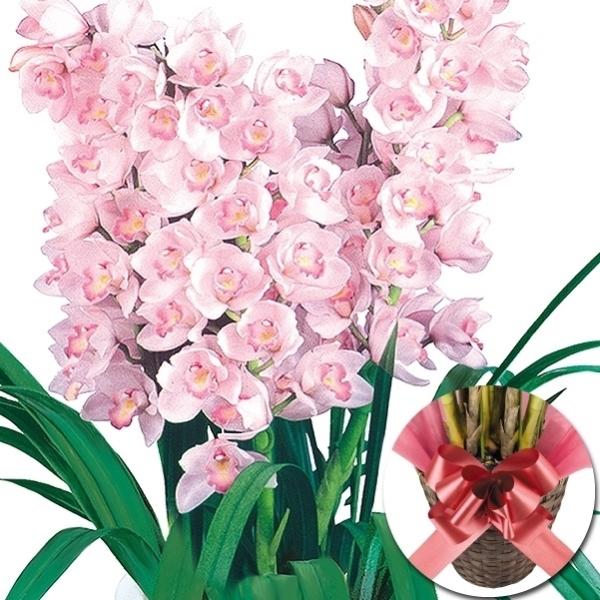 正月特集 シンビジューム 桃系（カゴ・リボン付き） 5本立て 1鉢 送料無料