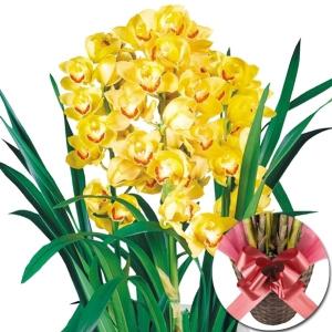 鉢花 花色おまかせシンビジウム 2本立て 1鉢 /【送料グループ