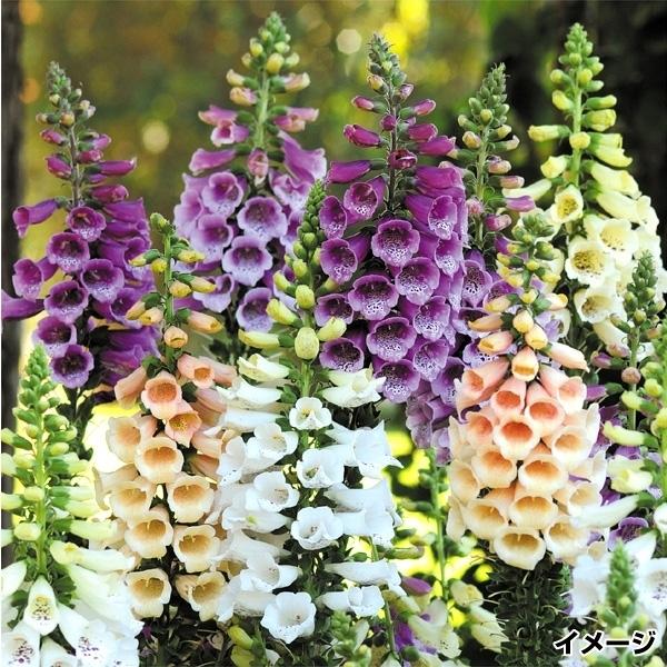 花苗 ジギタリス エレガントミックス (無選別) 8株 / 花の苗 キツネノテブクロ 狐の手袋