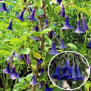 庭木 中木 花木の商品一覧 通販 Yahoo ショッピング