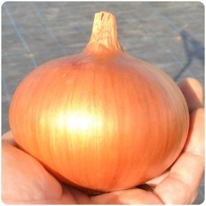 国華園 種 野菜たね タマネギ （中晩生）つりたま王 1袋（5ml） 玉葱 玉ねぎ やさいの種