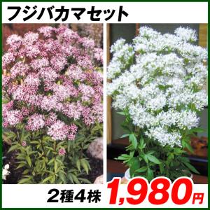 フジバカマ 種の商品一覧 通販 Yahoo ショッピング