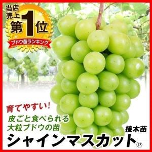 ブドウ クイーンニーナPVP 1株 果樹苗 国華園 : 花と緑 国華園 - 通販