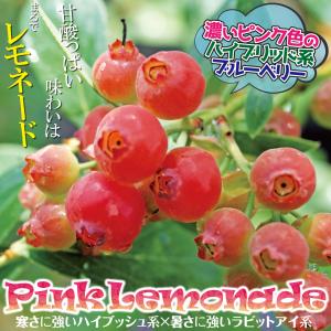 国華園 果樹苗 ハイブリッド系 ブルーベリー ...の詳細画像1