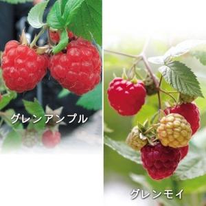 ラズベリー 種の商品一覧 通販 Yahoo ショッピング