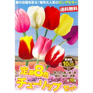 国華園 チューリップ 球根 定番8色セット 8...の詳細画像1
