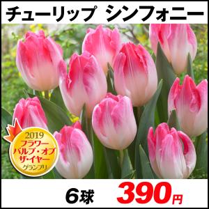チューリップ 球根 シンフォニー 6球 チューリップの球根