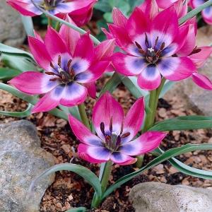 原種系チューリップ 球根 リトルビューティー 6球 秋植え球根