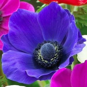 球根 種芋 球根花種類 アネモネ 花 ガーデニング 通販 Yahoo ショッピング