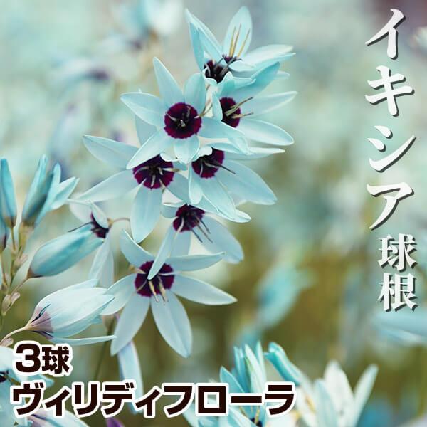原種イキシア 球根 ヴィリディフローラ 3球 原種イキシアの球根 秋植え球根 [メール便配送]