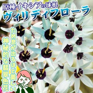 国華園 原種イキシア 球根 ヴィリディフローラ...の詳細画像1