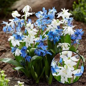 シラー 球根の商品一覧 通販 Yahoo ショッピング