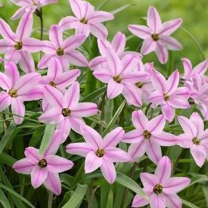 国華園 ハナニラ 球根 シャーロットビショップ 10球 桃花 アイフェイオン ハナニラの球根 秋植え球根