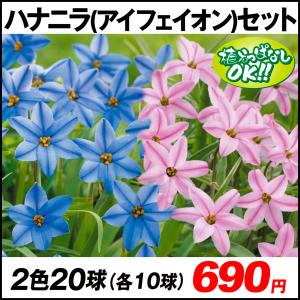 ハナニラ 球根の商品一覧 通販 Yahoo ショッピング