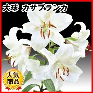 花ユリ 球根 大球カサブランカ 4球 / オリエンタルリリー