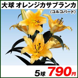 花ユリ 球根 大球オレンジカサブランカ 5球