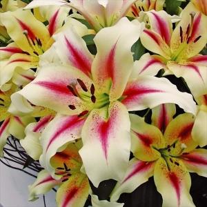 ユリ球根の商品一覧 通販 Yahoo ショッピング