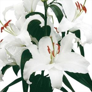 国華園 ユリ 球根 花ユリ オリエンタルリリー シベリア 100球 百合球根 ユリの球根