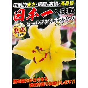 国華園 ユリ 球根 花ユリ オリエンタルリリー...の詳細画像1