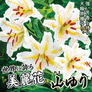 国華園 原種ユリ 球根 山ユリ 6球 百合球根...の詳細画像1