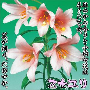 国華園 原種ユリ 球根 乙女ユリ (別名:姫小...の詳細画像1